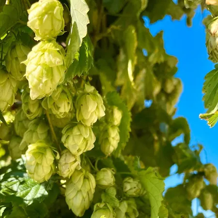 Comfort Buchhorn * Friedrichshafen