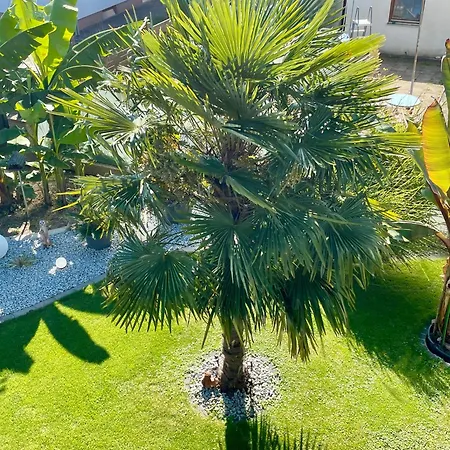 Comfort Buchhorn * Friedrichshafen